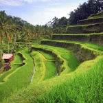 Tegallalang Rice Terraces in Bali: A Picturesque Retreat