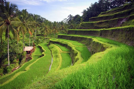 Tegallalang Rice Terraces in Bali: A Picturesque Retreat